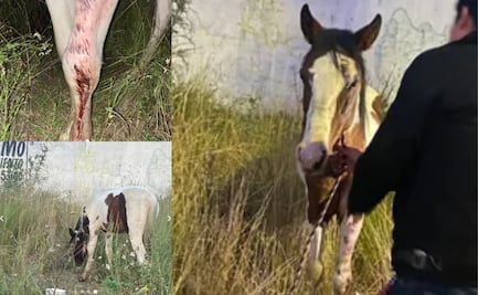 Autoridades investigan caso de violencia contra equino