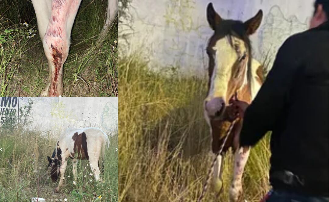 Autoridades investigan caso de violencia contra equino | Foto: Especial