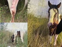 Autoridades investigan caso de violencia contra equino
