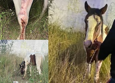 Autoridades investigan caso de violencia contra equino