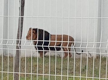 Rescatan a 4 felinos exóticos en Pachuca; leones y tigres en cautiverio sin documentación