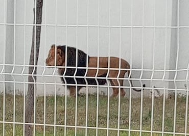 Rescatan a 4 felinos exóticos en Pachuca; leones y tigres en cautiverio sin documentación