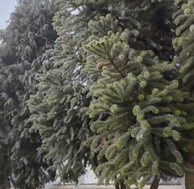 Bajas temperaturas en Hidalgo: Protección Civil intensifica medidas ante heladas y aguanieve | Foto: Especial