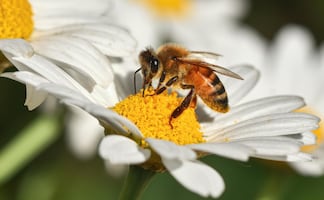 Cuautepec será sede del Cuarto Simposio Internacional de Jardines para Polinizadores