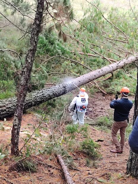 Sanean más de 200 hectáreas de bosque en el ejido Tulancingo I Foto: Especial