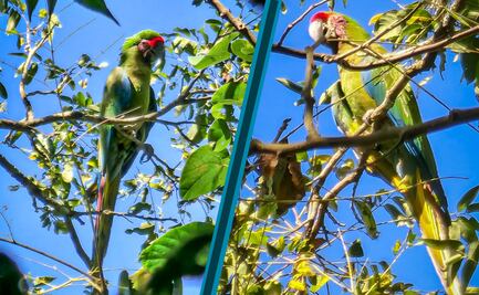 Descubren guacamayas verdes en Hidalgo; implementan acciones de conservación y concientización