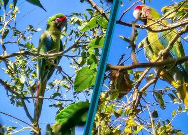 Descubren guacamayas verdes en Hidalgo; implementan acciones de conservación y concientización