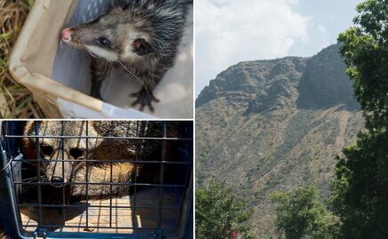 Refuerzan en Pachuca acciones para preservar fauna silvestre con liberación y reubicación de ejemplares
