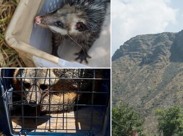 Refuerzan en Pachuca acciones para preservar fauna silvestre con liberación y reubicación de ejemplares