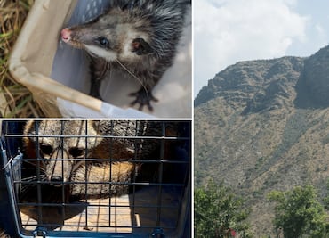 Refuerzan en Pachuca acciones para preservar fauna silvestre con liberación y reubicación de ejemplares