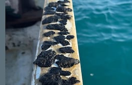 Playas de México reciben la Semana Santa entre sargazo y derrames de petróleo; autoridades autoridades garantizan condiciones aptas 