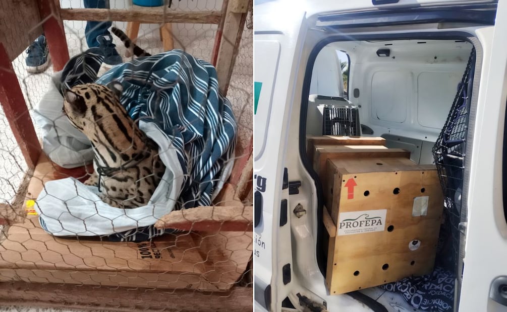 Trasladan a Pachuca a ocelote herido tras presunto atropellamiento en Oaxaca  | Facebook: PROFEPA