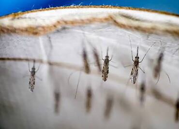 ¡Cuidado con el paludismo! Conoce sus síntomas