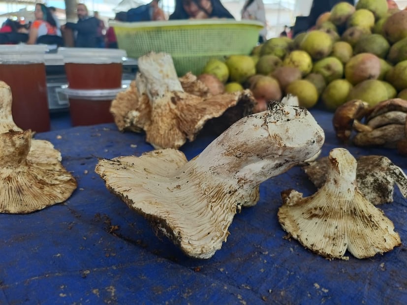 Así se vivió la Feria de la Manzana y el Hongo en Acaxochitlán I Foto: Grisel Lira