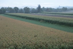 En Hidalgo 52 mil hectáreas agrícolas están en descanso; registra aumento del 38%