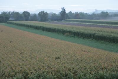 En Hidalgo 52 mil hectáreas agrícolas están en descanso; registra aumento del 38%