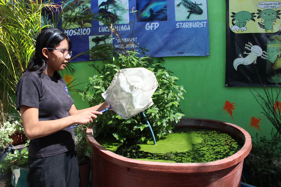 Con 13 años, Estefanía Pérez alza la voz por el ajolote desde el primer ajolotario de Hidalgo | Foto: Cinthya Carbajal