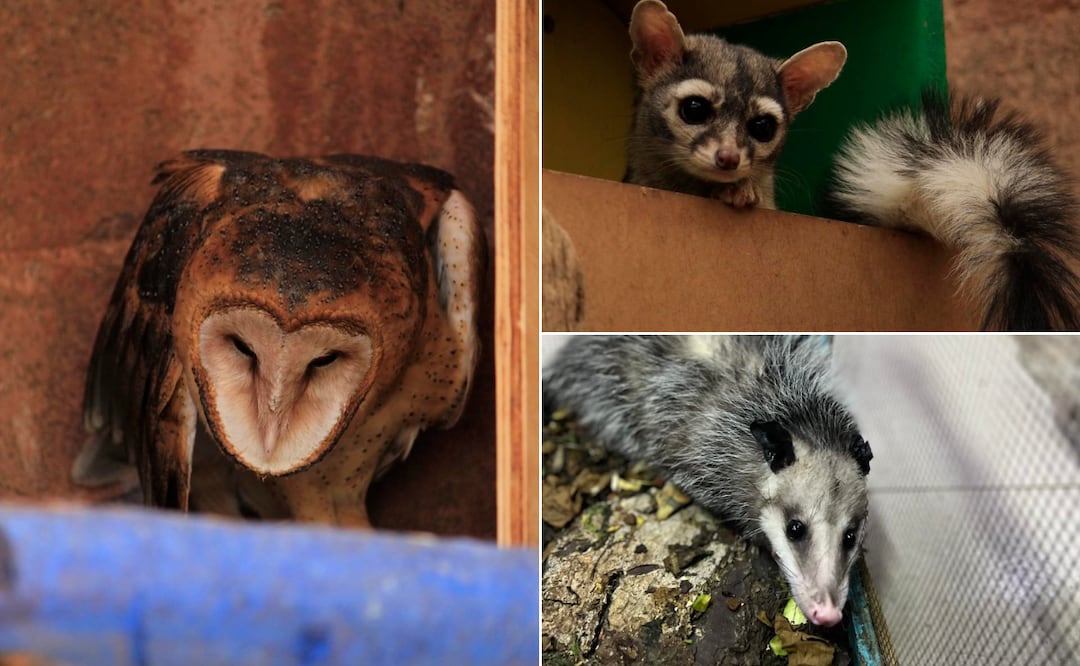 Facebook: Unidad de Rehabilitación de Fauna Silvestre Pachuca