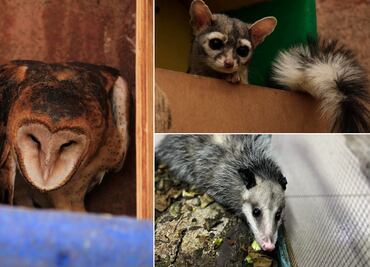 Liberación de fauna en El Chico; esperanza para la vida silvestre en Hidalgo