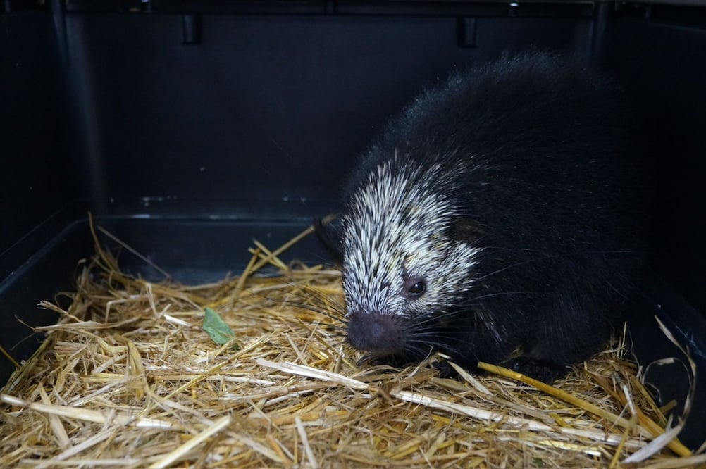 De regreso a la vida silvestre | Foto: Unidad de Fauna