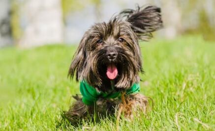5 gestos que brinda tu perro cuando está feliz; adiestradora canina lo explica 