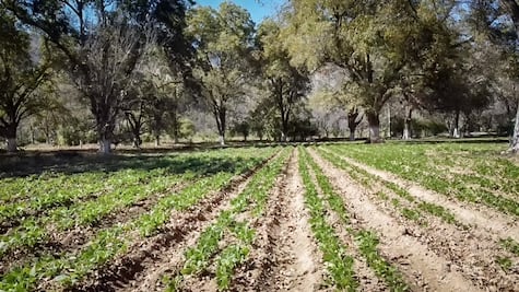 El 45 % de las superficies rurales en Hidalgo están sin uso