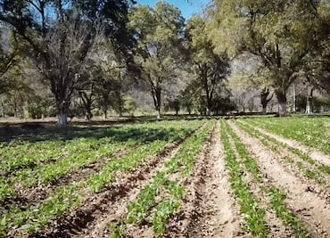El 45 % de las superficies rurales en Hidalgo están sin uso