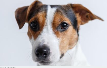 ¿Cuáles son las razas de perro más lindas del mundo?