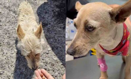 Mundo Patitas rescata a "Taquito" y denuncia a trabajador