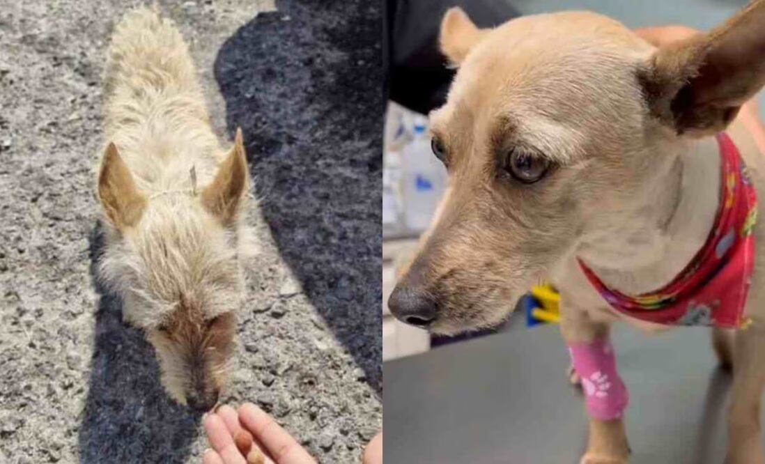 La asociación defensora de animales, Mundo Patitas, denunció la agresión ante la fiscalía estatal y la Procuraduría de Protección al Ambiente | Fotos: Especiales