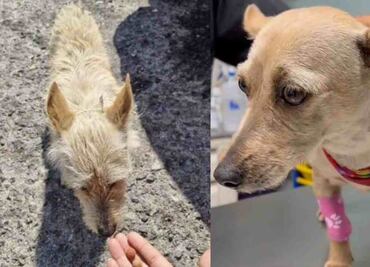 Mundo Patitas rescata a "Taquito" y denuncia a trabajador