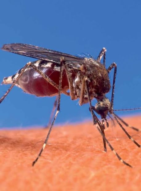 Casos de dengue en Hidalgo suben a 77; 12 se registraron en la primera semana de agosto | Foto: especial