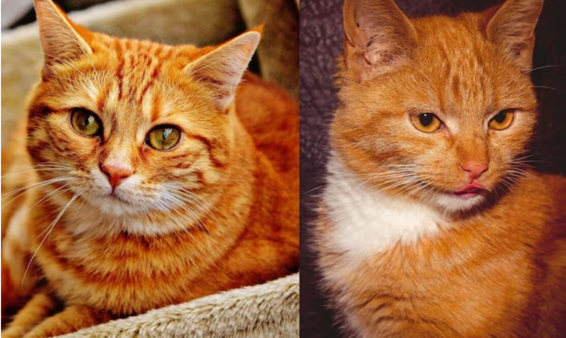 La difícil tarea de elegir el nombre perfecto para nuestro gato naranja. Fuente: Freepik.