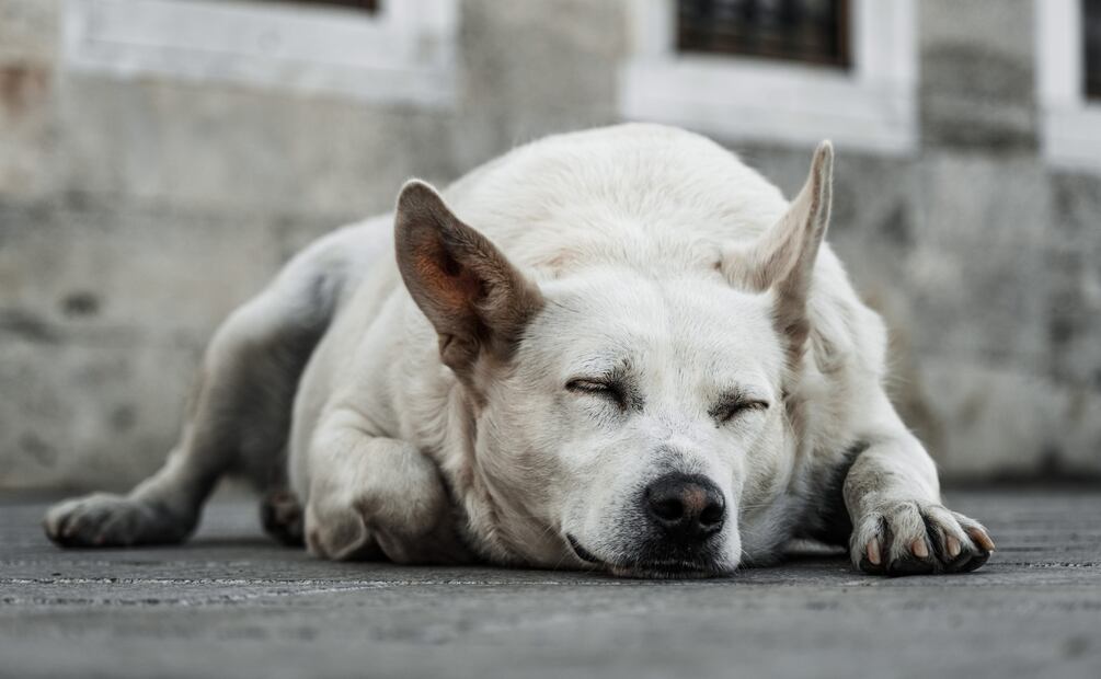 Alarmante aumento de perros envenenados en Tasquillo | Imagen ilustrativa