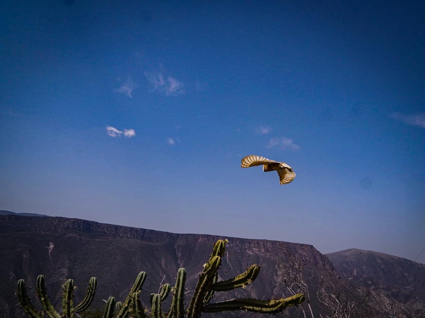 Regresan a la naturaleza 16 animales rescatados en Pachuca | Foto: Unidad de Fauna
