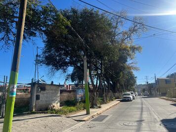 Suspensión de derribo de árboles en Tulancingo tras inconformidad vecinal