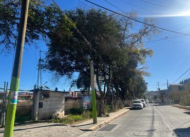 Suspensión de derribo de árboles en Tulancingo tras inconformidad vecinal
