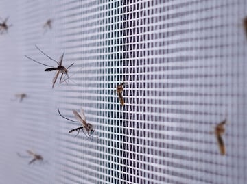 Alerta por dengue en Hidalgo; se registran más de mil casos