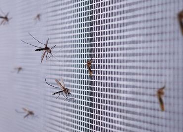 Hidalgo refuerza acciones contra el dengue ante aumento de casos en la Sierra y Huasteca