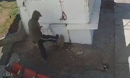 Trabajador que pateó y lanzó roca a perro "será sancionado"