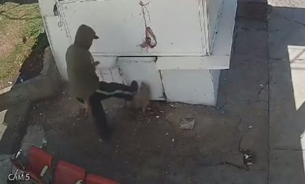 Trabajador que pateó y lanzó roca a perro "será sancionado"