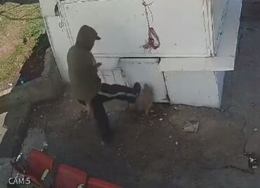 Trabajador que pateó y lanzó roca a perro "será sancionado"