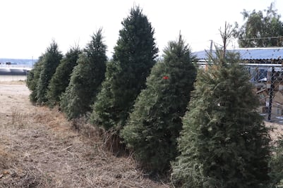 Semarnath impulsa reciclaje de árboles navideños con campaña ambiental en Pachuca