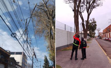 Fuerzas de viento causan caídas de árboles en Tulancingo; Protección Civil realiza remociones