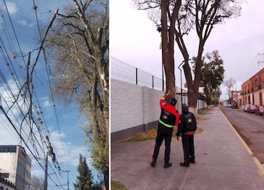 Fuerzas de viento causan caídas de árboles en Tulancingo; Protección Civil realiza remociones
