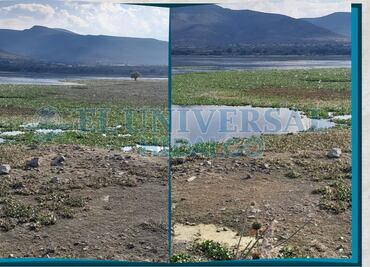 Lirio acuático cubre el 80% de la presa Rojo Gómez en Alfajayucan