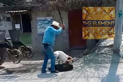 Indignación en San Salvador por perro atacado a machetazos durante pelea entre canes