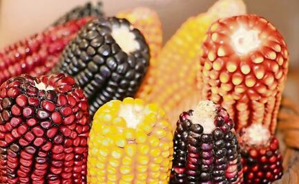 Diputados declaran constitucionalidad de reforma que protege los maíces nativos; establece que México es centro de origen y diversidad del maíz 