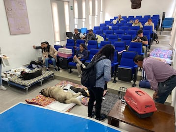 Advierte SSH riesgo para mascotas por gusano barrenador; 10 perros contagiados en Hidalgo