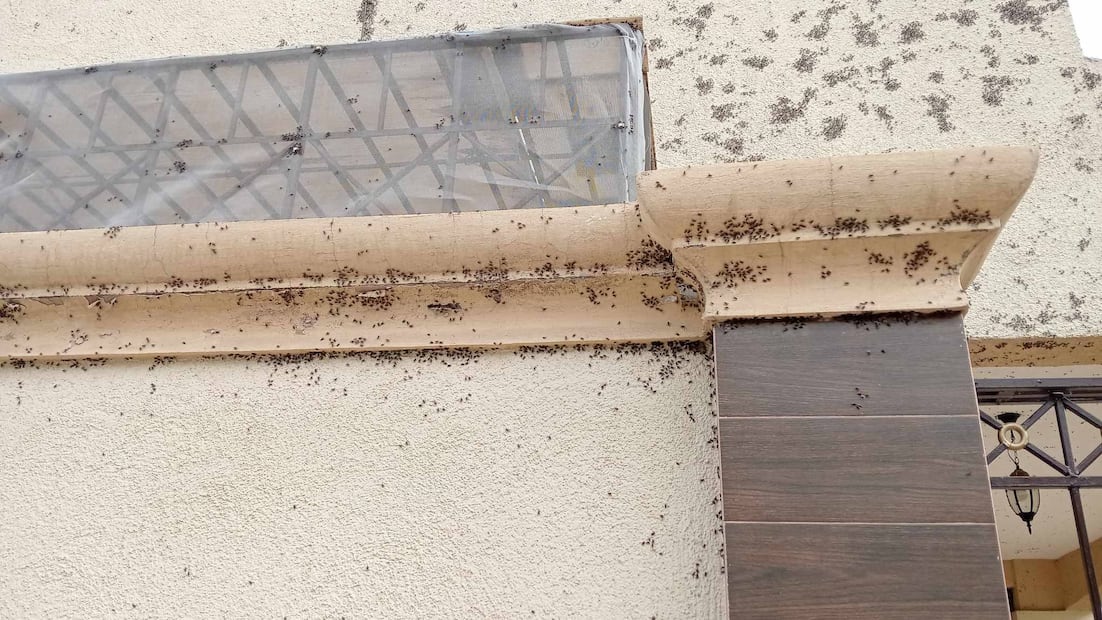 Vecinos de Tizayuca alertan por proliferación de moscas en fraccionamiento Florencia | Foto: especial